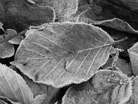  (C) 2012 by G. Doczkal, 
Blatt mit Raureif, 
Modus schwarz-weiss, 
48.853325°N/8.323247°E, Waldprechtsweier, Baden-Wuerttemberg, Germany
