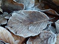  (C) 2012 by G. Doczkal, 
Blatt mit Raureif, 
48.853200°N/8.323416°E, Waldprechtsweier, Baden-Wuerttemberg, Germany