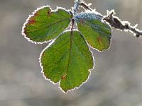  (C) 2012 by G. Doczkal, 
Blaetter mit Raureif, 
48.880826°N/8.297588°E, Muggensturm, Baden-Wuerttemberg, Germany