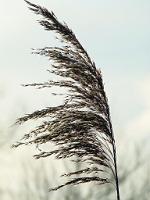 (C) 2012 by G. Doczkal, 
Schilf im Gegenlicht, 
48.880768°N/8.297677°E, Muggensturm, Baden-Wuerttemberg, Germany