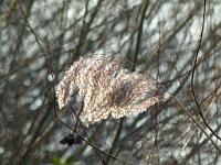  (C) 2012 by G. Doczkal, 
Schilf im Gegenlicht, 
48.879453°N/8.299374°E, Muggensturm, Baden-Wuerttemberg, Germany