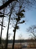  (C) 2012 by G. Doczkal, 
Misteln, 
48.876125°N/8.301806°E, Muggensturm, Baden-Wuerttemberg, Germany