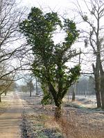  (C) 2012 by G. Doczkal, 
Baum mit Efeu, 
48.876182°N/8.301830°E, Muggensturm, Baden-Wuerttemberg, Germany