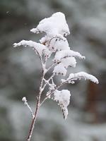  (C) 2012 by G. Doczkal, 
Goldrute mit Schneehaube, 
48.848006°N/8.327485°E, Waldprechtsweier, Baden-Wuerttemberg, Germany