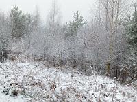  (C) 2012 by G. Doczkal, 
Winter am Eichelberg, 
48.847942°N/8.327365°E, Waldprechtsweier, Baden-Wuerttemberg, Germany