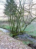  (C) 2012 by G. Doczkal, 
Im Waldprechtstal, 
48.844547°N/8.354241°E, Freiolsheim, Baden-Wuerttemberg, Germany