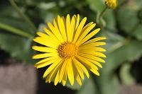  (C) 2012 by G. Doczkal, 
Gemswurz, 
48.883602°N/8.319743°E, Malsch, Baden-Wuerttemberg, Germany