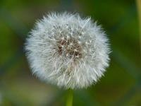  (C) 2012 by G. Doczkal, 
Pusteblume, 
48.883602°N/8.319743°E, Malsch, Baden-Wuerttemberg, Germany
