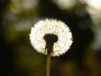  (C) 2012 by G. Doczkal, 
Pusteblume, 
Mehrfeldmessung, 
48.883602°N/8.319743°E, Malsch, Baden-Wuerttemberg, Germany