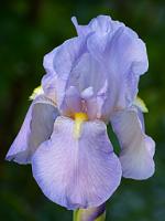  (C) 2012 by G. Doczkal, 
Blaue Iris (Schwertlilie), 
48.883602°N/8.319743°E, Malsch, Baden-Wuerttemberg, Germany