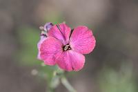  (C) 2012 by G. Doczkal, 
Bluete, 
48.883602°N/8.319743°E, Malsch, Baden-Wuerttemberg, Germany