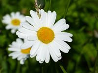  (C) 2012 by G. Doczkal, 
Bluete, 
48.844858°N/8.332883°E, Waldprechtsweier, Baden-Wuerttemberg, Germany