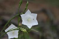  (C) 2012 by G. Doczkal, 
Glockenblume, 
48.883602°N/8.319743°E, Malsch, Baden-Wuerttemberg, Germany