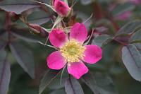  (C) 2012 by G. Doczkal, 
Wilde Rose, 
48.883602°N/8.319743°E, Malsch, Baden-Wuerttemberg, Germany