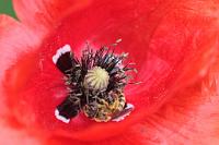  (C) 2012 by G. Doczkal, 
Klatschmohn, 
48.883602°N/8.319743°E, Malsch, Baden-Wuerttemberg, Germany