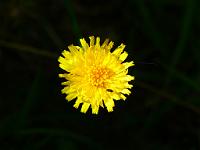  (C) 2012 by G. Doczkal, 
Bluete, 
48.844822°N/8.321192°E, Oberweier, Baden-Wuerttemberg, Germany