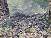  (C) 2012 by G. Doczkal, 
Pilzkolonie, 
48.840602°N/8.343748°E, Winkel, Baden-Wuerttemberg, Germany