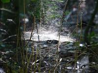  (C) 2012 by G. Doczkal, 
Spinnennetz, 
48.853555°N/8.323022°E, Waldprechtsweier, Baden-Wuerttemberg, Germany