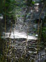  (C) 2012 by G. Doczkal, 
Spinnennetz, 
48.853379°N/8.323069°E, Waldprechtsweier, Baden-Wuerttemberg, Germany