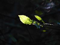  (C) 2012 by G. Doczkal, 
Blaetter im Gegenlicht, 
48.840701°N/8.318965°E, Winkel, Baden-Wuerttemberg, Germany