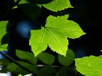  (C) 2012 by G. Doczkal, 
Blatt im Gegenlicht, 
48.823430°N/8.389642°E, Moosbronn, Baden-Wuerttemberg, Germany