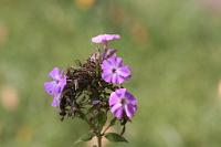  (C) 2012 by G. Doczkal, 
Phlox, 
48.883602°N/8.319743°E, Malsch, Baden-Wuerttemberg, Germany