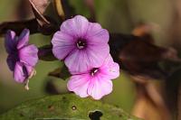  (C) 2012 by G. Doczkal, 
Phlox, 
48.883602°N/8.319743°E, Malsch, Baden-Wuerttemberg, Germany