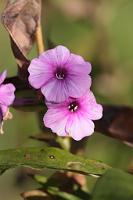  (C) 2012 by G. Doczkal, 
Phlox, 
48.883602°N/8.319743°E, Malsch, Baden-Wuerttemberg, Germany