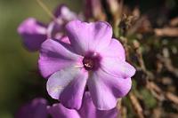  (C) 2012 by G. Doczkal, 
Phlox, 
48.883602°N/8.319743°E, Malsch, Baden-Wuerttemberg, Germany