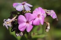  (C) 2012 by G. Doczkal, 
Phlox, 
48.883602°N/8.319743°E, Malsch, Baden-Wuerttemberg, Germany