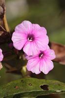  (C) 2012 by G. Doczkal, 
Phlox, 
48.883602°N/8.319743°E, Malsch, Baden-Wuerttemberg, Germany