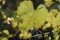  (C) 2012 by G. Doczkal, 
Weinblatt im Gegenlicht, 
48.883602°N/8.319743°E, Malsch, Baden-Wuerttemberg, Germany