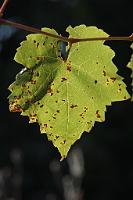  (C) 2012 by G. Doczkal, 
Weinblatt im Gegenlicht, 
48.883602°N/8.319743°E, Malsch, Baden-Wuerttemberg, Germany