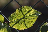  (C) 2012 by G. Doczkal, 
Himbeerblatt im Gegenlicht, 
48.883602°N/8.319743°E, Malsch, Baden-Wuerttemberg, Germany