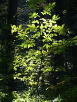  (C) 2012 by G. Doczkal, 
Licht und Schatten, 
48.851523Â°N/8.332069Â°E, Waldprechtsweier, Baden-Wuerttemberg, Germany