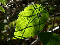  (C) 2012 by G. Doczkal, 
Licht und Schatten, 
48.847363Â°N/8.333792Â°E, Waldprechtsweier, Baden-Wuerttemberg, Germany