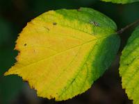 (C) 2012 by G. Doczkal, 
Herbstfarben, 
48.847862°N/8.341006°E, Waldprechtsweier, Baden-Wuerttemberg, Germany