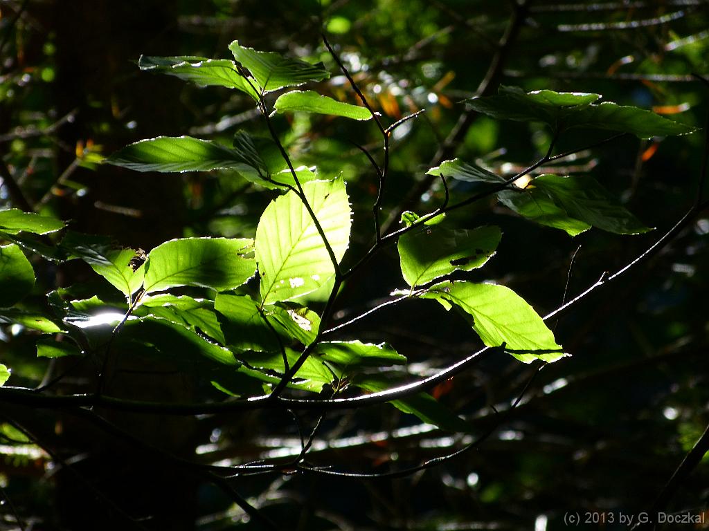 20130821-111618-9