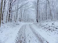  (C) 2013 by G. Doczkal, 
Winterwald, 
48.854310°N/8.321907°E, Waldprechtsweier, Baden-Wuerttemberg, Germany