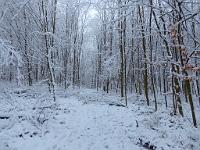  (C) 2013 by G. Doczkal, 
Winterwald, 
48.854022°N/8.322310°E, Waldprechtsweier, Baden-Wuerttemberg, Germany