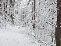  (C) 2013 by G. Doczkal, 
Winterwald, 
48.846339°N/8.324489°E, Oberweier, Baden-Wuerttemberg, Germany