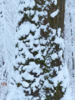  (C) 2013 by G. Doczkal, 
Winterimpression, 
48.837232°N/8.321952°E, Winkel, Baden-Wuerttemberg, Germany