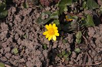  (C) 2013 by G. Doczkal, 
Schabockskraut, 
48.883602°N/8.319743°E, Malsch, Baden-Wuerttemberg, Germany