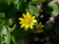  (C) 2013 by G. Doczkal, 
Schabockskraut, 
48.883602°N/8.319743°E, Malsch, Baden-Wuerttemberg, Germany