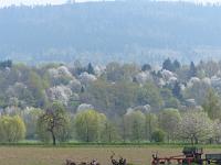  (C) 2013 by G. Doczkal, 
Baumbluete in der Vorbergzone, 
48.879344°N/8.316463°E, Malsch, Baden-Wuerttemberg, Germany
