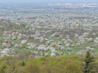  (C) 2013 by G. Doczkal, 
Baumbluete im Tal, 
48.839981°N/8.318466°E, Winkel, Baden-Wuerttemberg, Germany