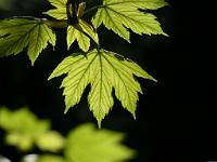  (C) 2013 by G. Doczkal, 
Blatt im Gegenlicht, 
48.836976°N/8.319446°E, Winkel, Baden-Wuerttemberg, Germany