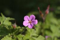  (C) 2013 by G. Doczkal, 
Bluete, 
48.883602°N/8.319743°E, Malsch, Baden-Wuerttemberg, Germany