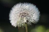  (C) 2013 by G. Doczkal, 
Pusteblume (Fruchtstand des Loewenzahns), 
48.883602°N/8.319743°E, Malsch, Baden-Wuerttemberg, Germany
