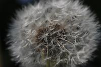  (C) 2013 by G. Doczkal, 
Pusteblume (Fruchtstand des Loewenzahns), 
48.883602°N/8.319743°E, Malsch, Baden-Wuerttemberg, Germany